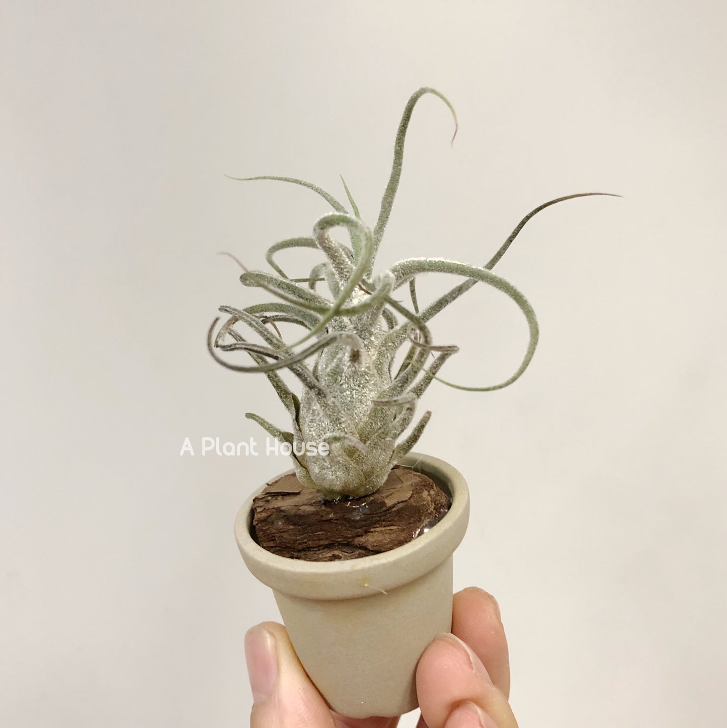 Tillandsia Pruinosa Guatemala