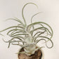 Tillandsia Pruinosa Guatemala