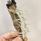 Tillandsia Stellifera