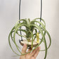 Tillandsia Intermedia x Streptophylla