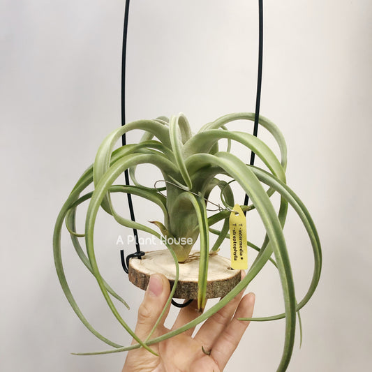 Tillandsia Intermedia x Streptophylla