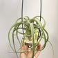 Tillandsia Intermedia x Streptophylla