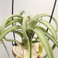 Tillandsia Intermedia x Streptophylla