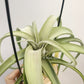 Tillandsia Intermedia x Streptophylla