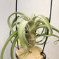 Tillandsia Intermedia x Streptophylla