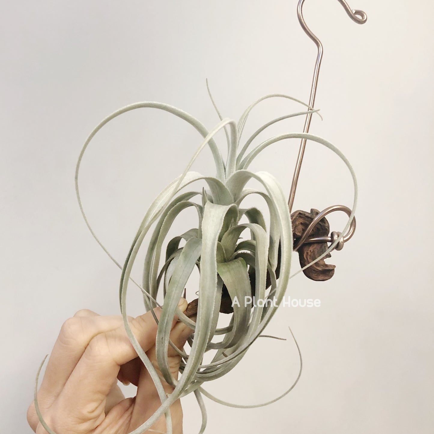 Tillandsia Lorentziana