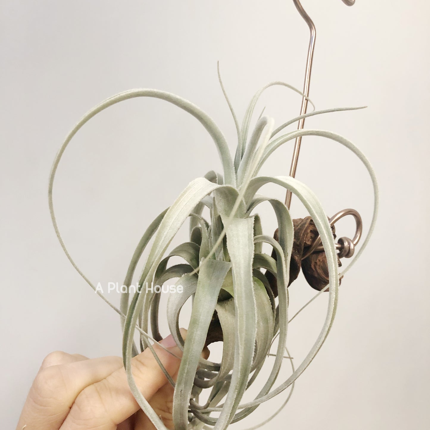 Tillandsia Lorentziana