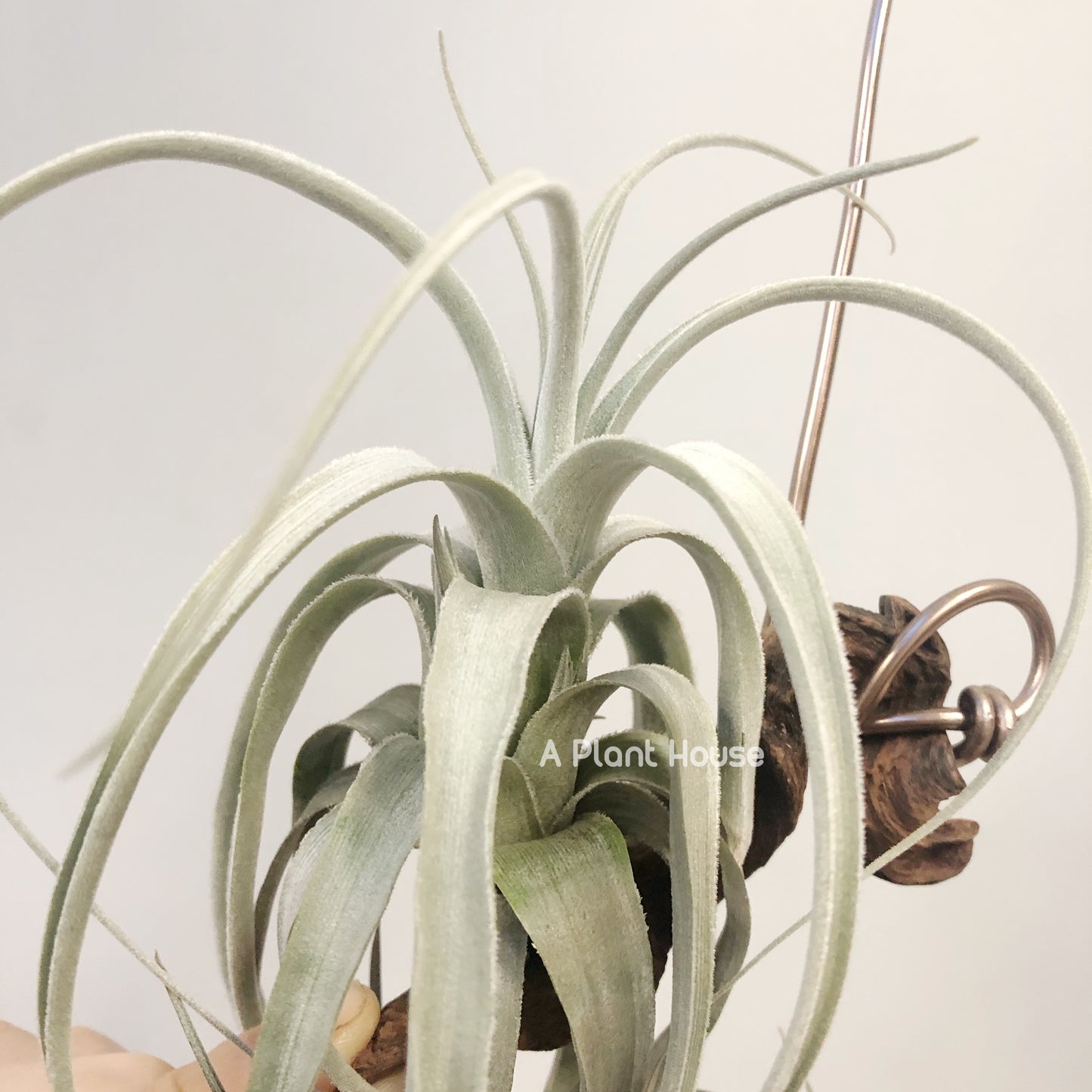 Tillandsia Lorentziana