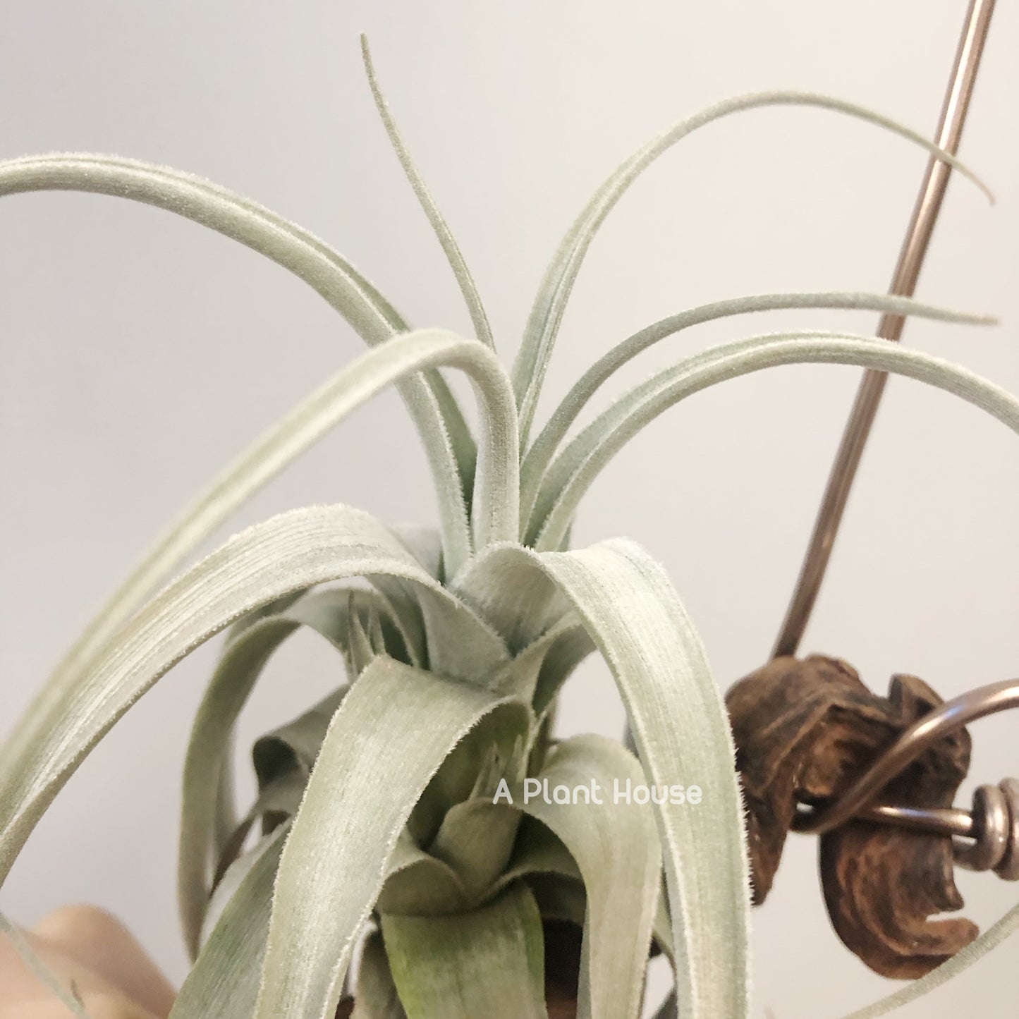 Tillandsia Lorentziana