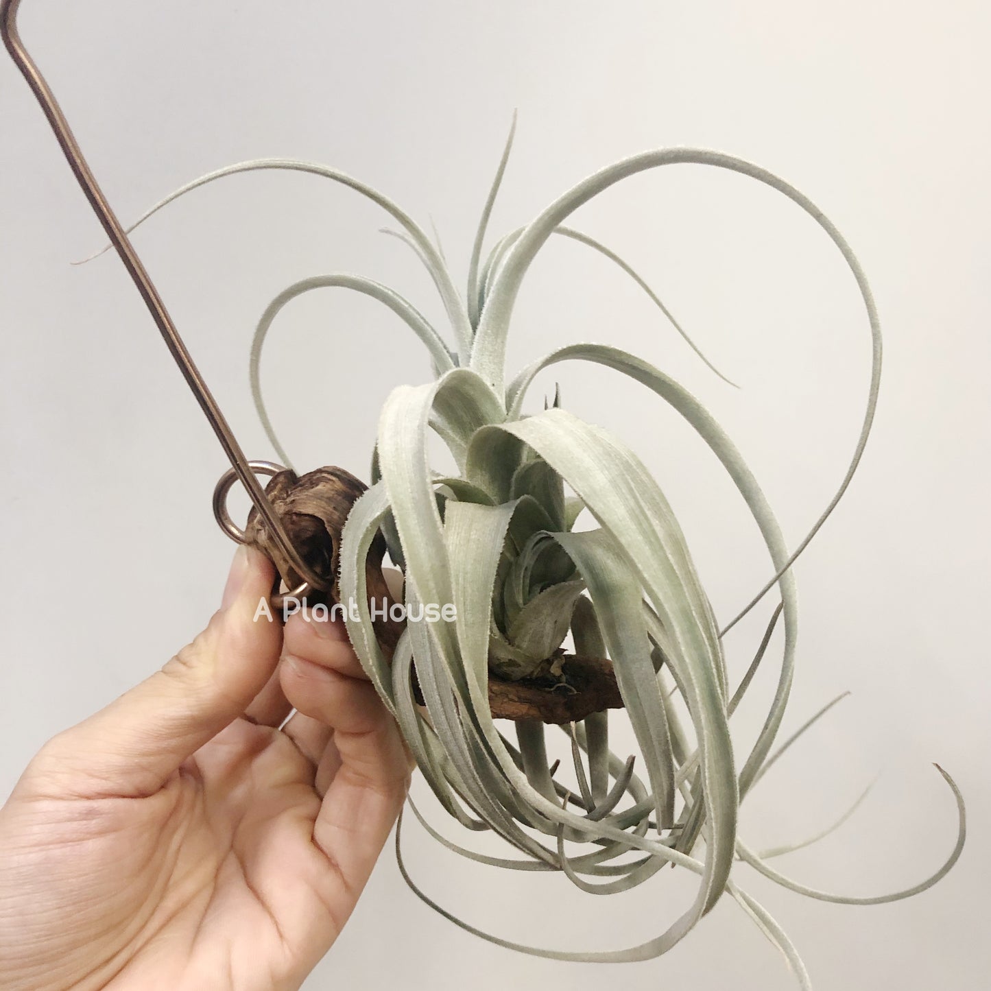 Tillandsia Lorentziana