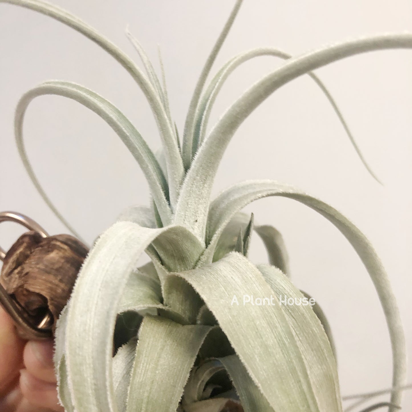 Tillandsia Lorentziana