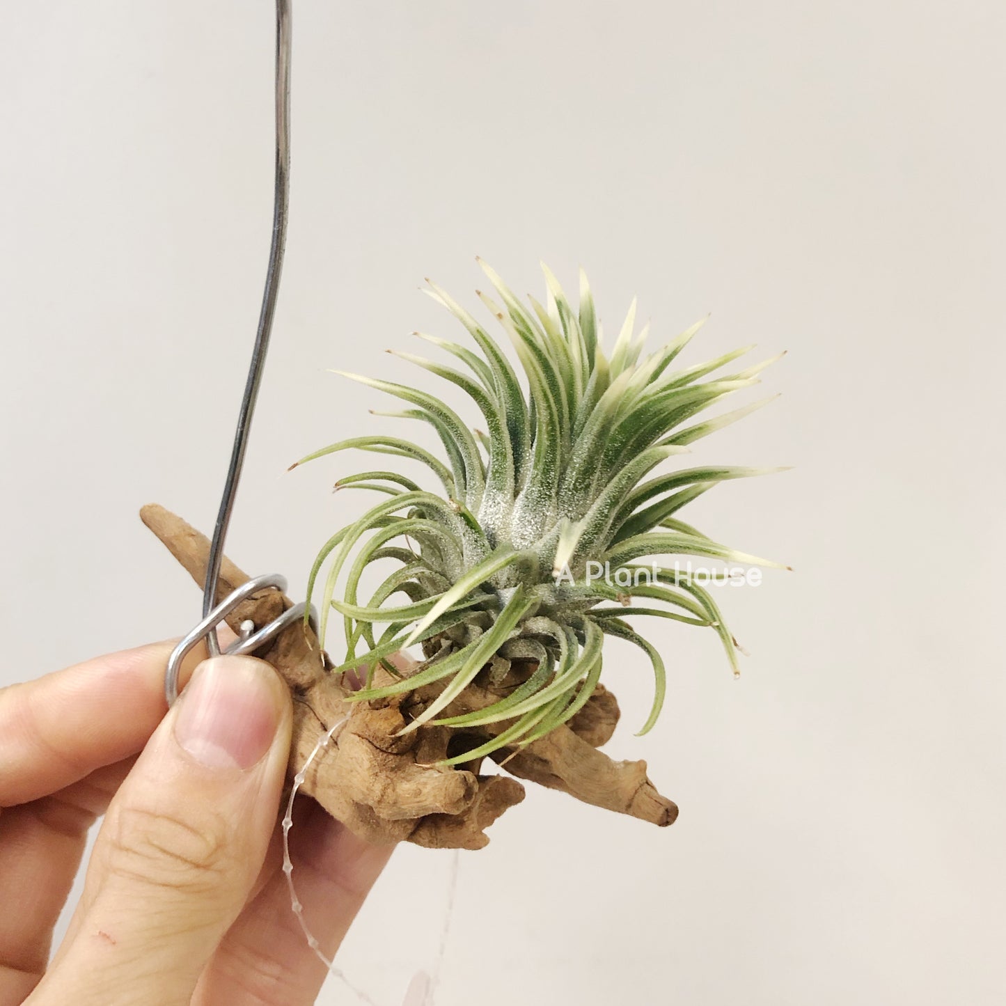 Tillandsia Ionantha Albo-Marginata