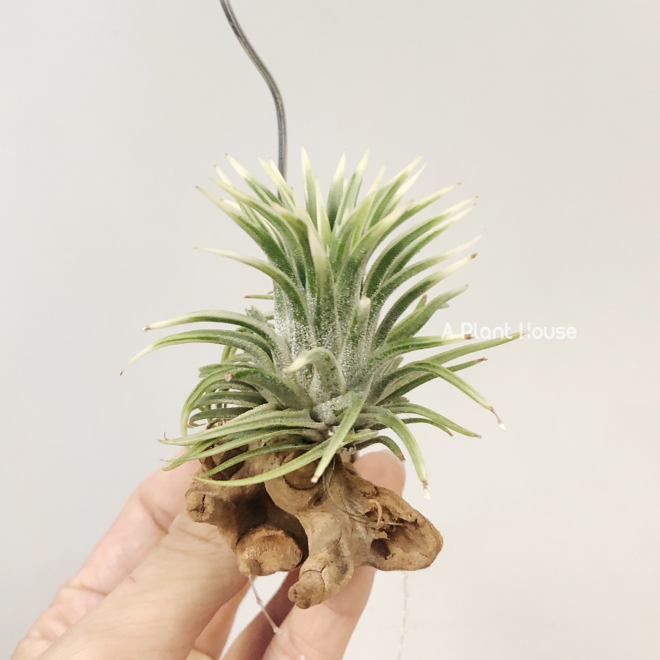 Tillandsia Ionantha Albo-Marginata – APlantHouse