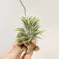 Tillandsia Ionantha Albo-Marginata