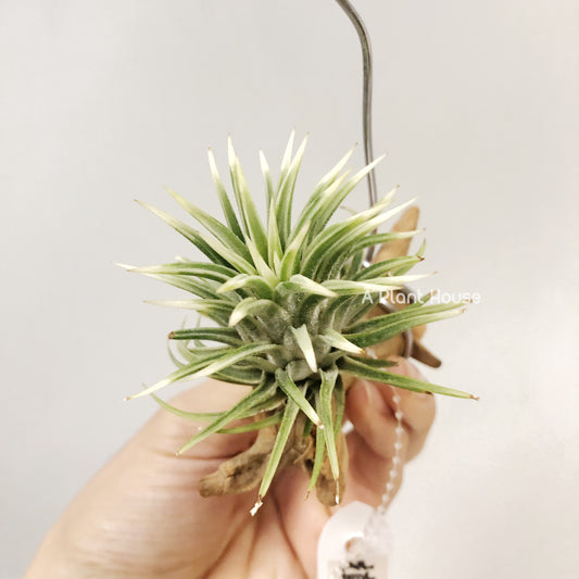 Tillandsia Ionantha Albo-Marginata