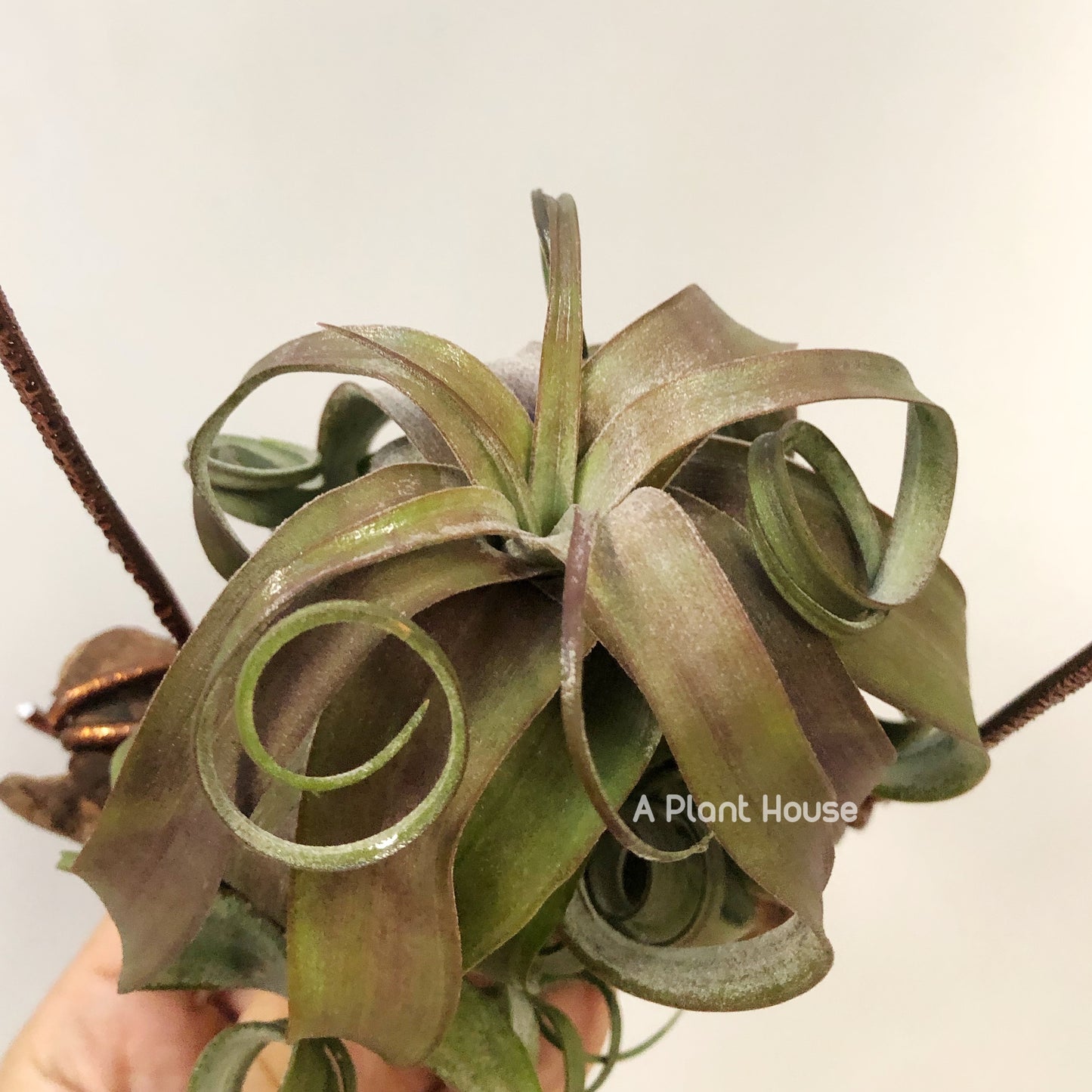 Tillandsia Streptophylla Red Form Belize