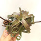Tillandsia Streptophylla Red Form Belize