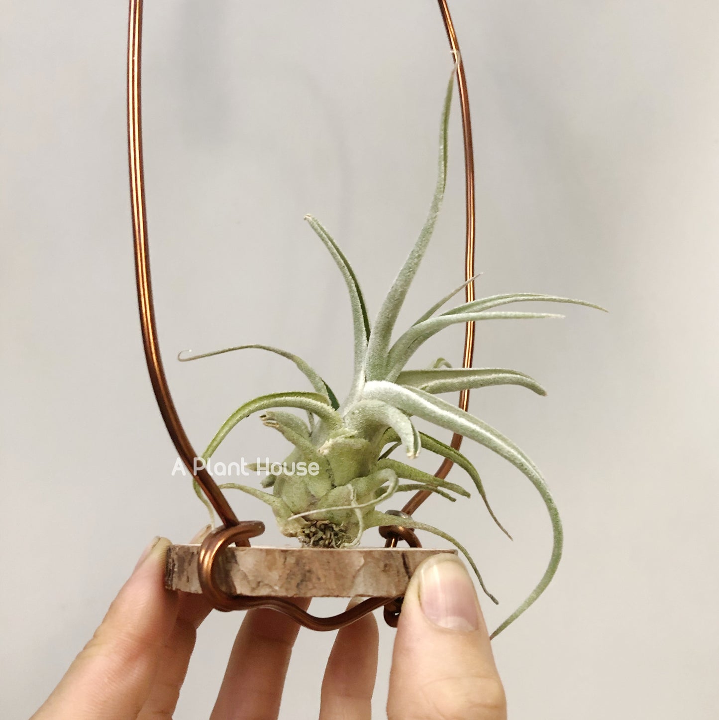 Tillandsia Lucille Renata