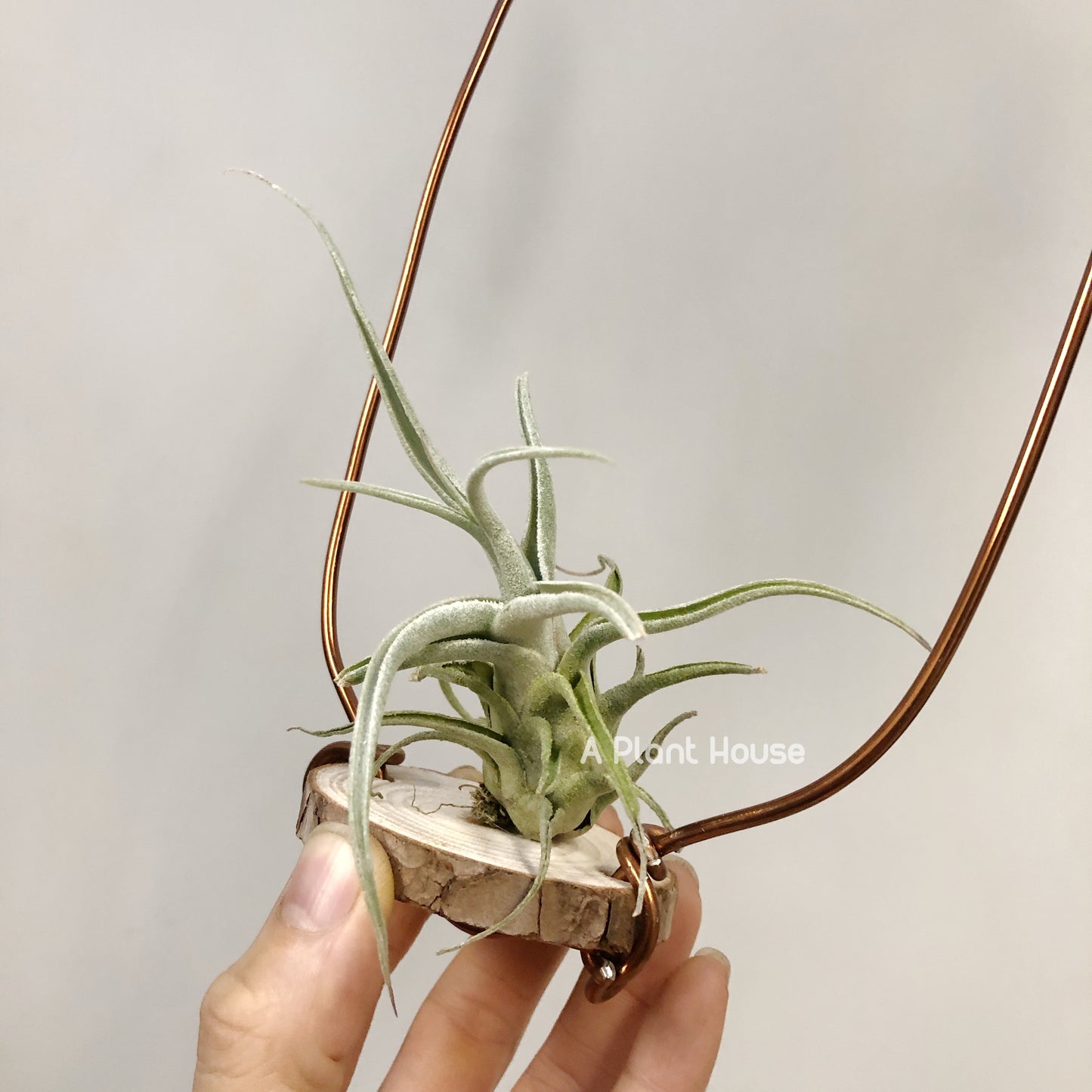 Tillandsia Lucille Renata