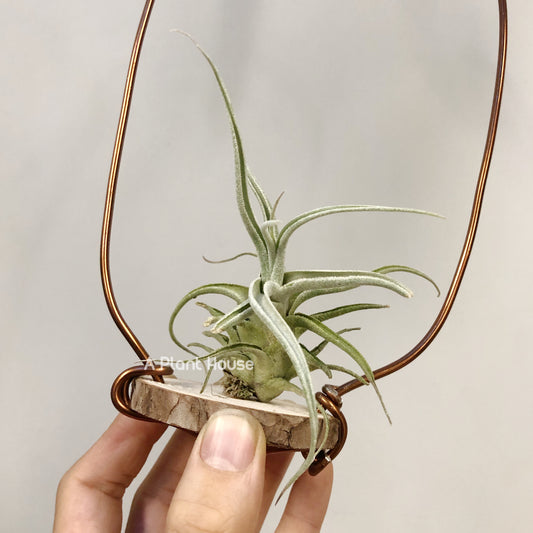 Tillandsia Lucille Renata