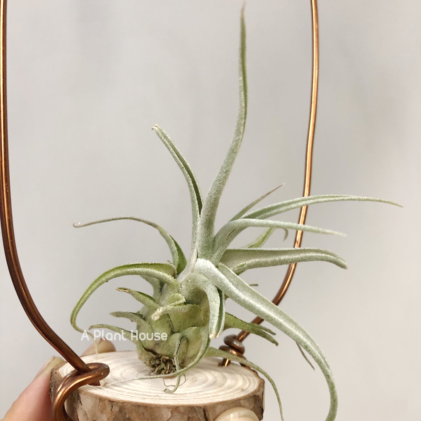 Tillandsia Lucille Renata