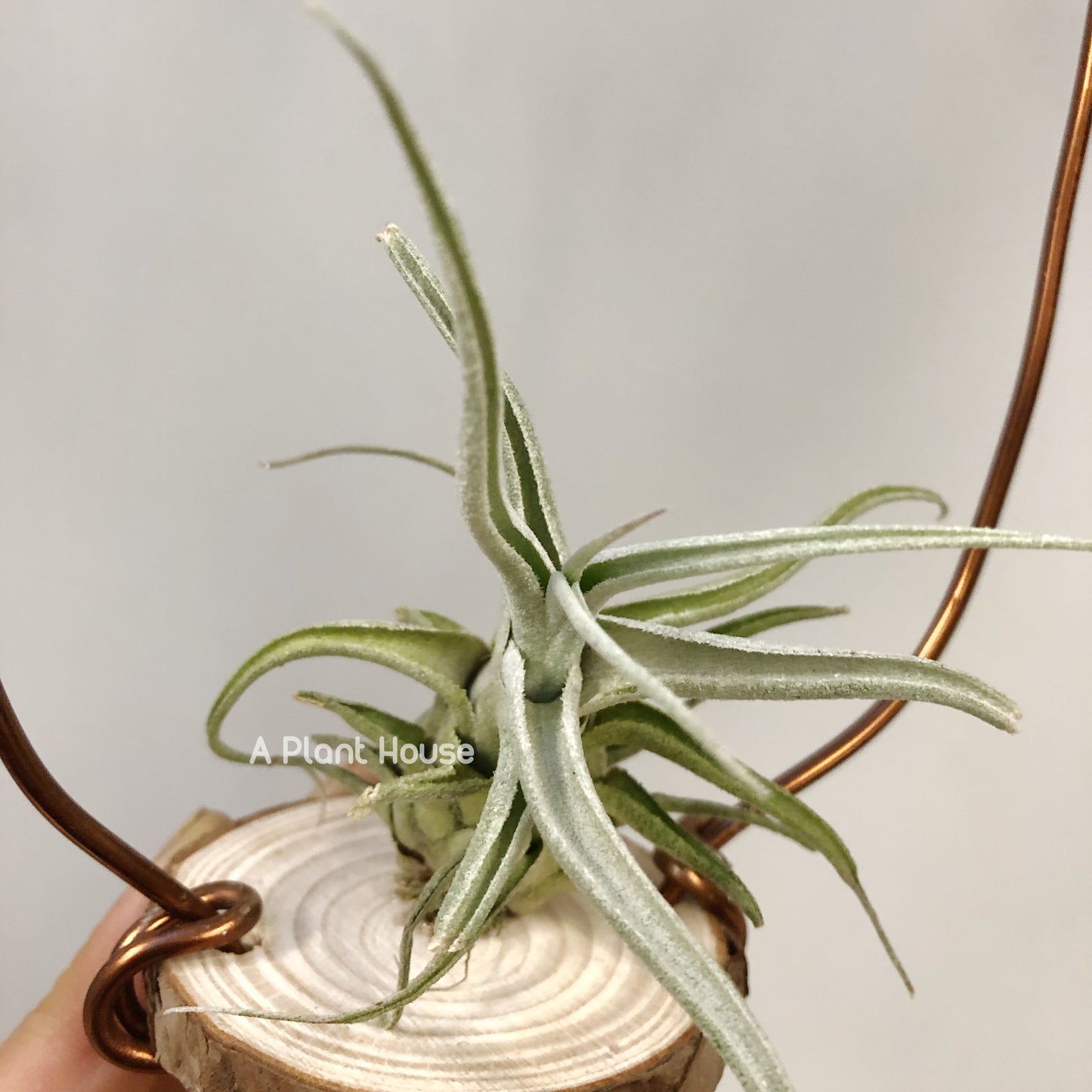 Tillandsia Lucille Renata