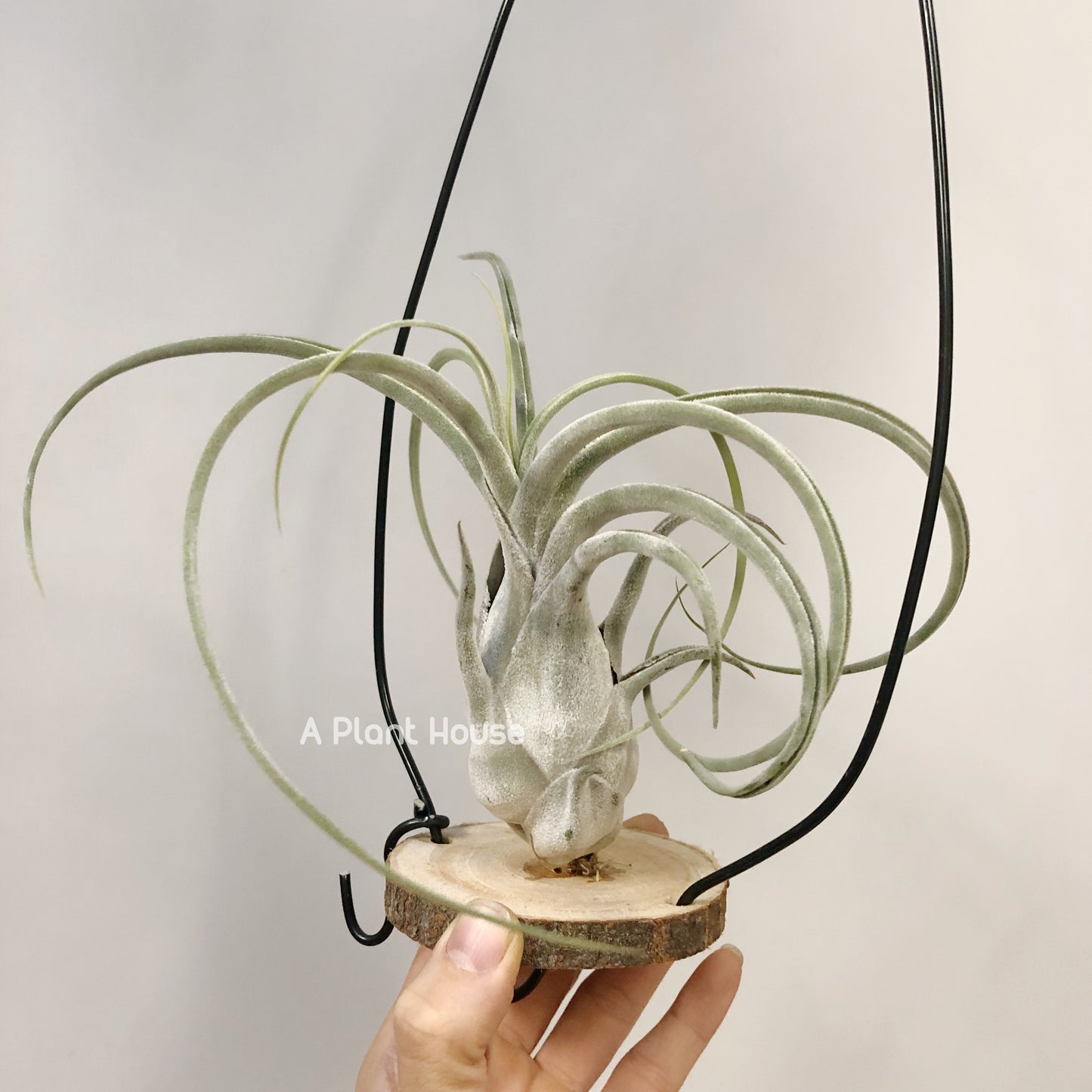 Tillandsia Queen Charm