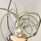 Tillandsia Queen Charm