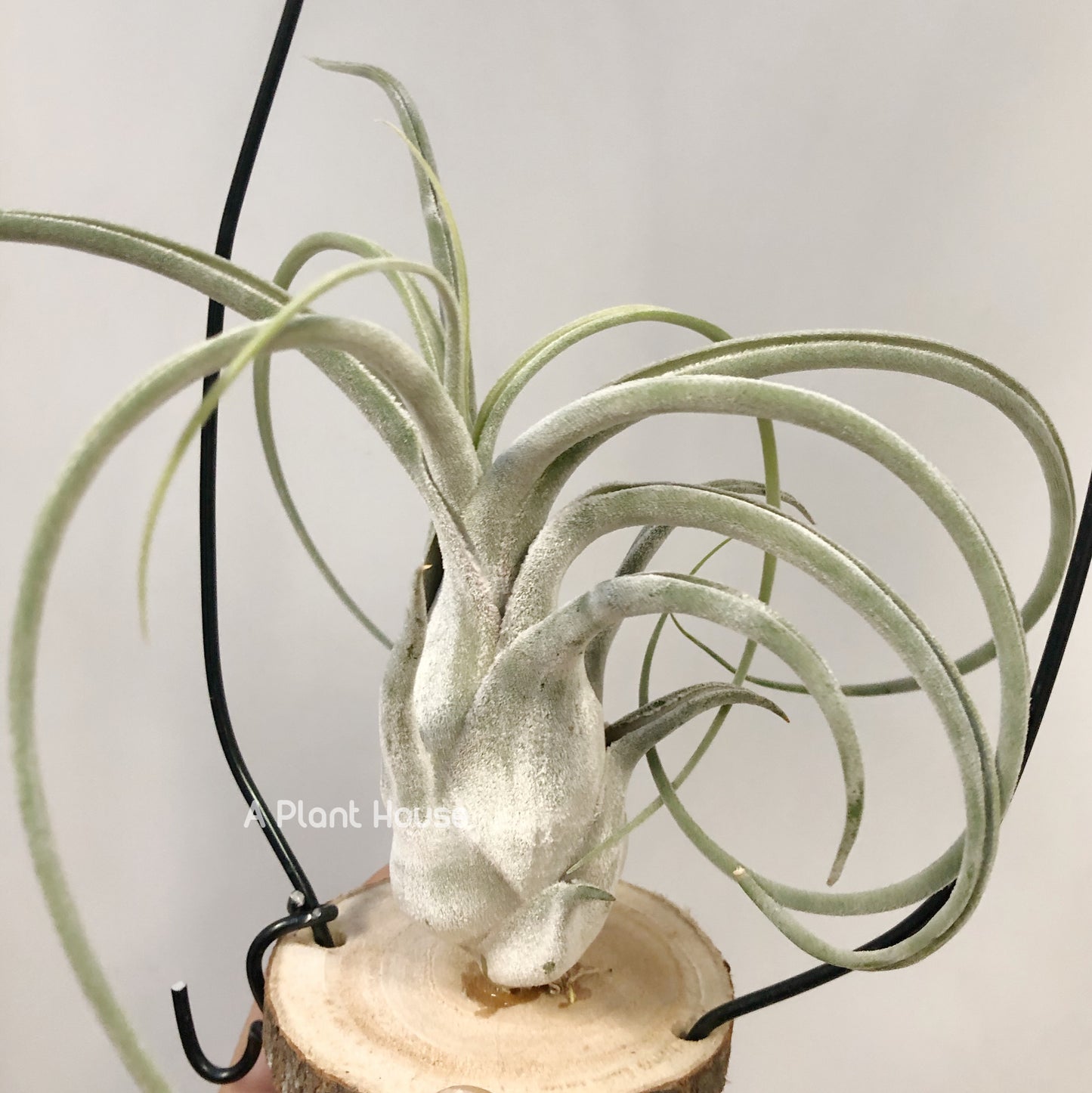 Tillandsia Queen Charm