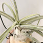 Tillandsia Queen Charm