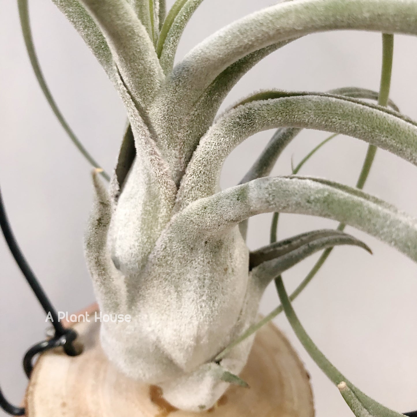 Tillandsia Queen Charm