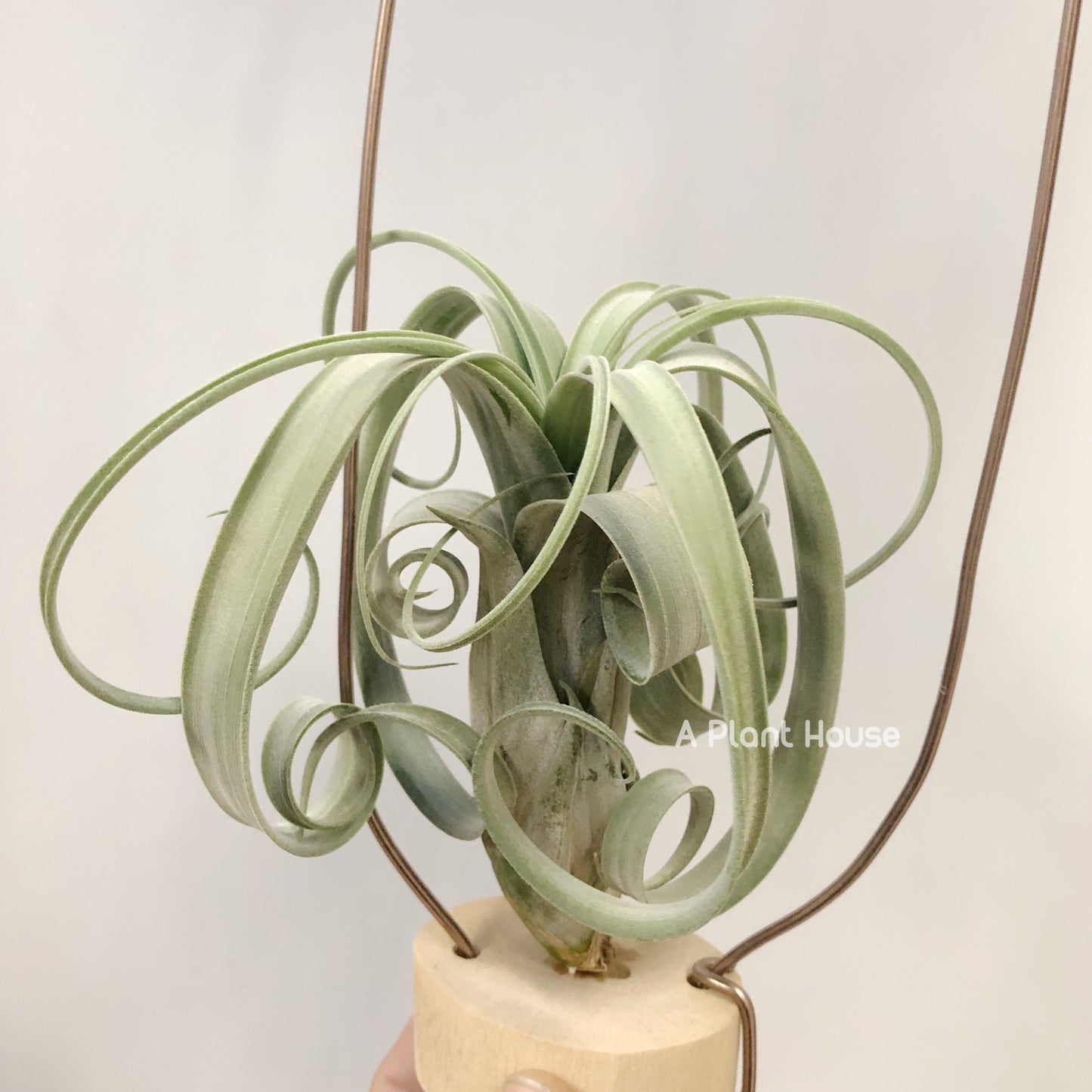 Tillandsia Whimsy