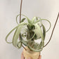 Tillandsia Whimsy