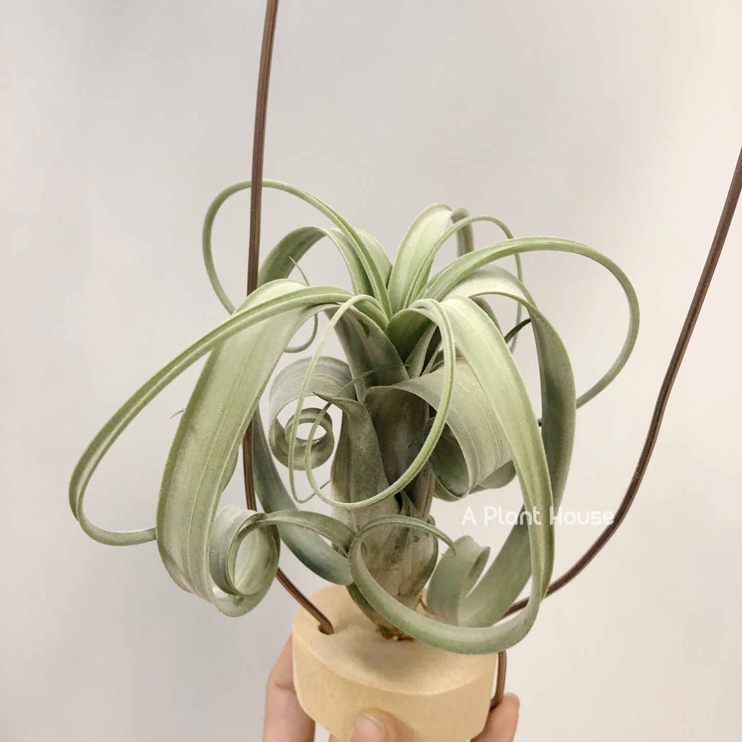 Tillandsia Whimsy