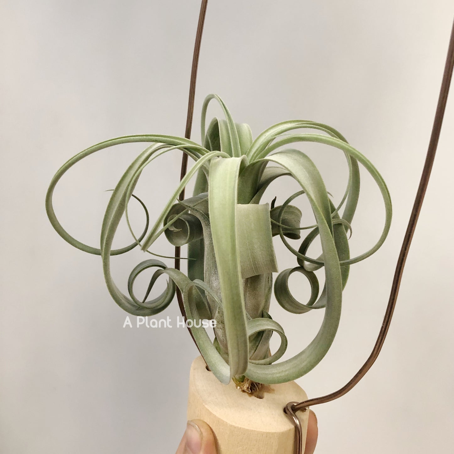 Tillandsia Whimsy