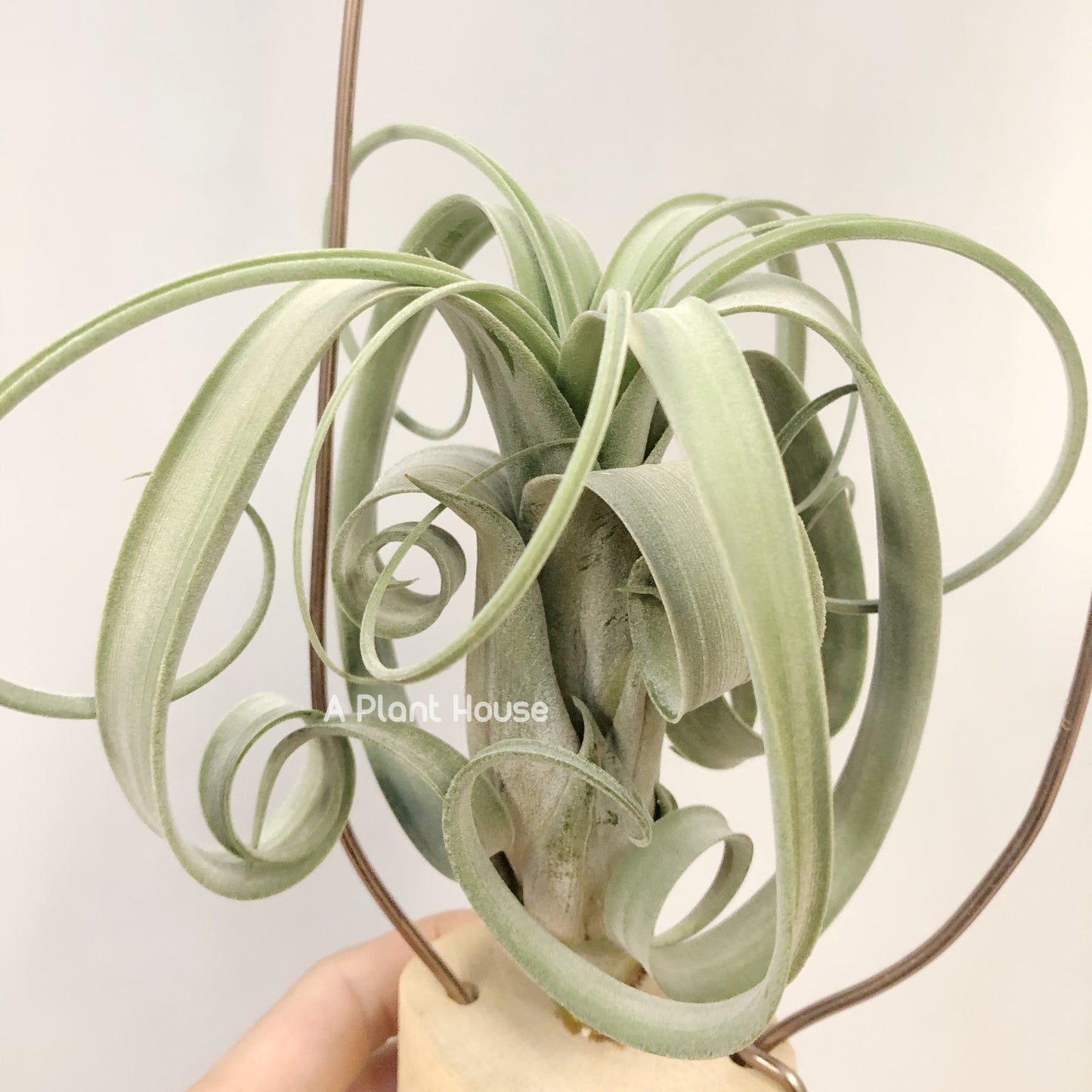 Tillandsia Whimsy