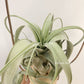 Tillandsia Whimsy