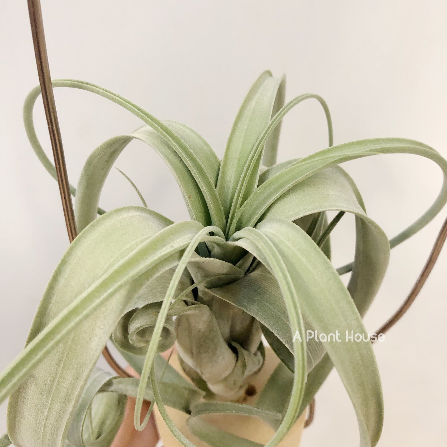 Tillandsia Whimsy