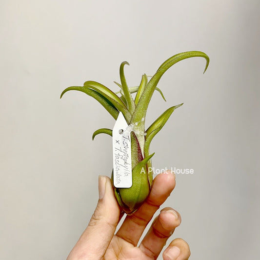 Tillandsia Streptophylla x Fasciculata