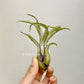 Tillandsia Streptophylla x Fasciculata