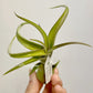 Tillandsia Streptophylla x Fasciculata