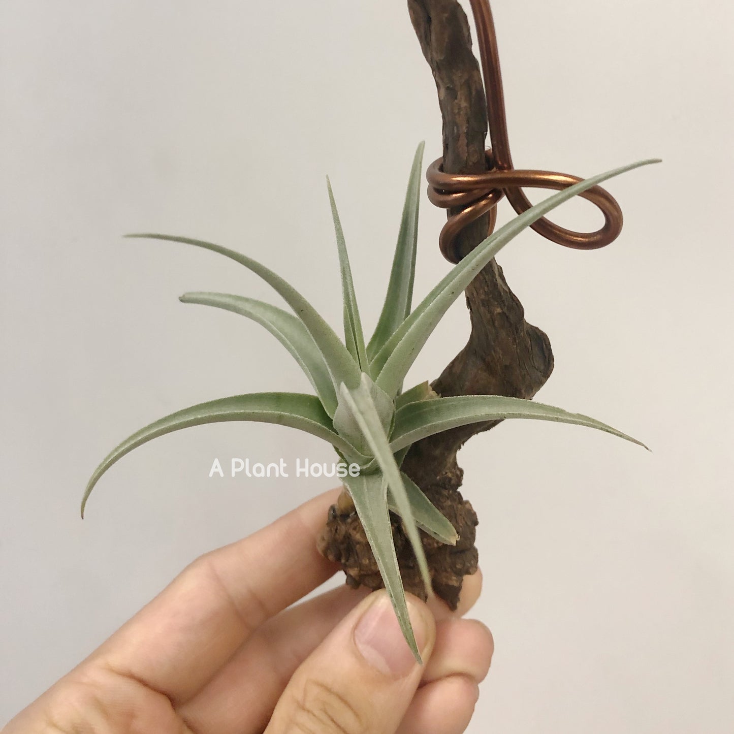 Tillandsia Streptocarpa Mini X