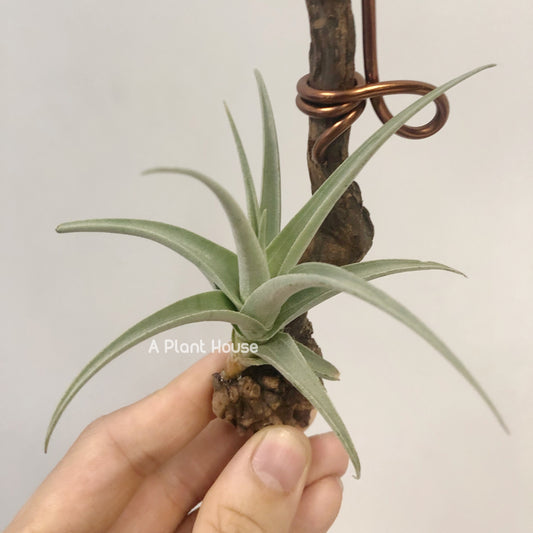 Tillandsia Streptocarpa Mini X