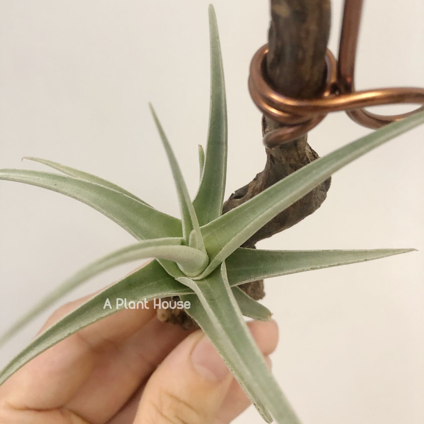 Tillandsia Streptocarpa Mini X