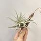 Tillandsia Recurvifolia Var. Subsecundifolia