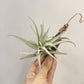 Tillandsia Recurvifolia Var. Subsecundifolia