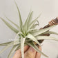 Tillandsia Recurvifolia Var. Subsecundifolia