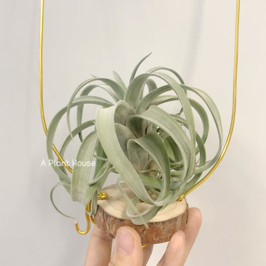 Tillandsia Guerreroensis x Novakii