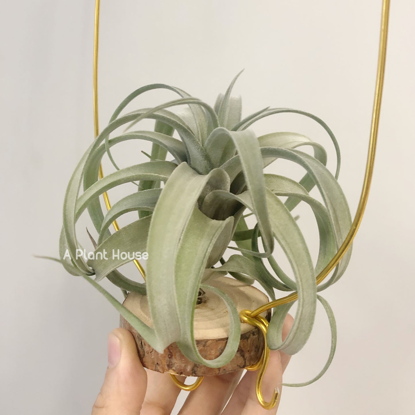 Tillandsia Guerreroensis x Novakii