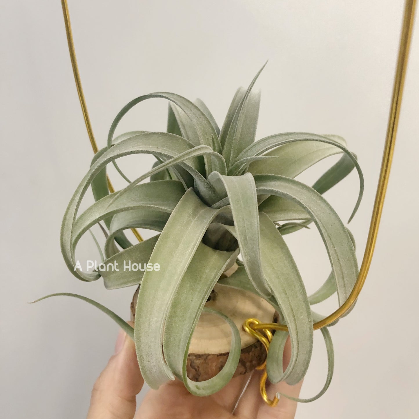 Tillandsia Guerreroensis x Novakii